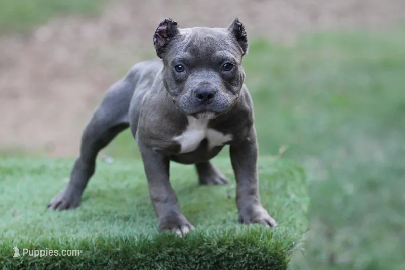 Blue Male – American Bully puppy for sale in Orangeburg, SC