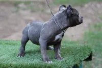 Blue Male, a male American Bully for sale in Orangeburg, SC – Photo 3 of 3