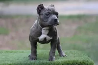 Blue Male, a male American Bully for sale in Orangeburg, SC – Photo 2 of 3