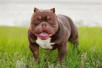 Chocolate Trindle Female, a female American Bully for sale in Orangeburg, SC – 10 of 10