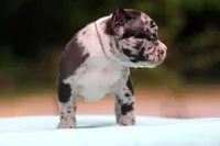 Black Merle Male, a male American Bully for sale in Orangeburg, SC – Photo 2 of 10