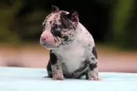 Black Merle Male, a male American Bully for sale in Orangeburg, SC – Photo 7 of 10