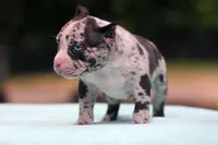 Black Merle Male, a male American Bully for sale in Orangeburg, SC – Photo 5 of 10