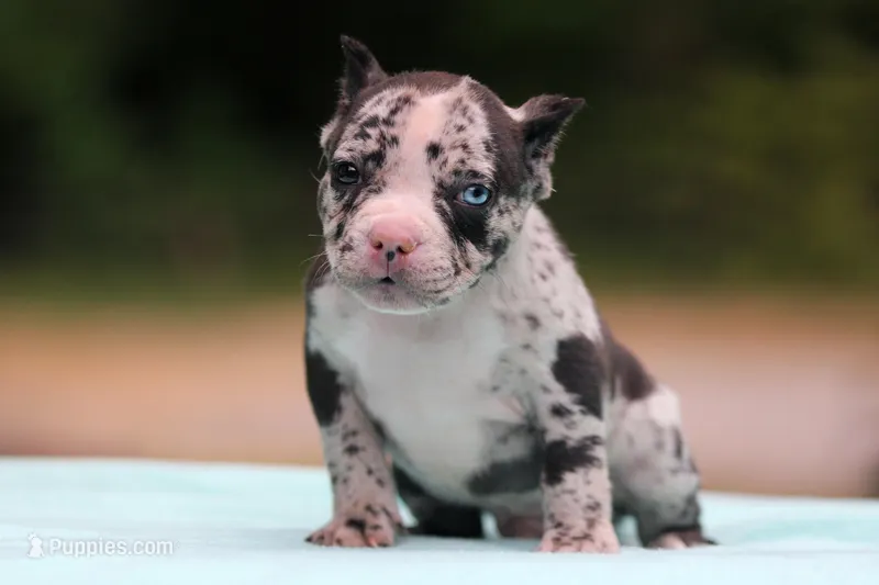 Black Merle Male – American Bully puppy for sale in Orangeburg, SC