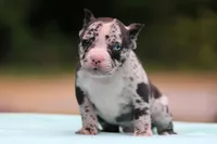 Black Merle Male, a male American Bully for sale in Orangeburg, SC – Photo 1 of 10