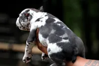 Black Merle Male, a male American Bully for sale in Orangeburg, SC – Photo 4 of 10