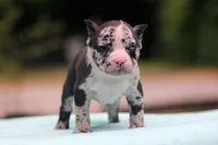 Black Merle Male, a male American Bully for sale in Orangeburg, SC – Photo 8 of 10