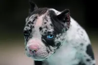 Black Merle Male, a male American Bully for sale in Orangeburg, SC – Photo 10 of 10