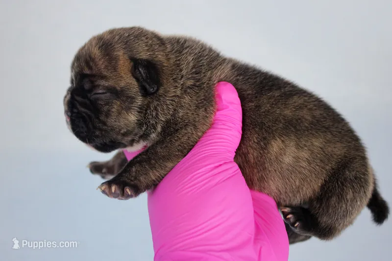 Black Brindle Female – American Bully puppy for sale in Orangeburg, SC