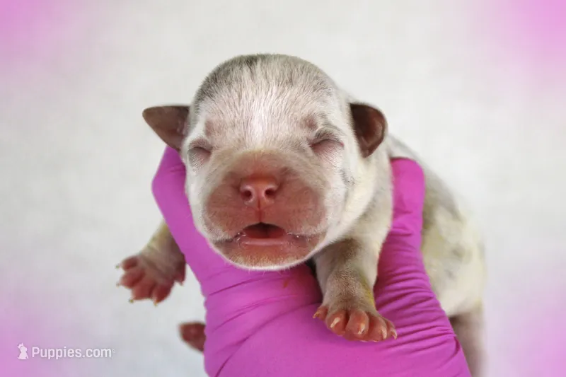 Lilac Merle Female – American Bully puppy for sale in Orangeburg, SC