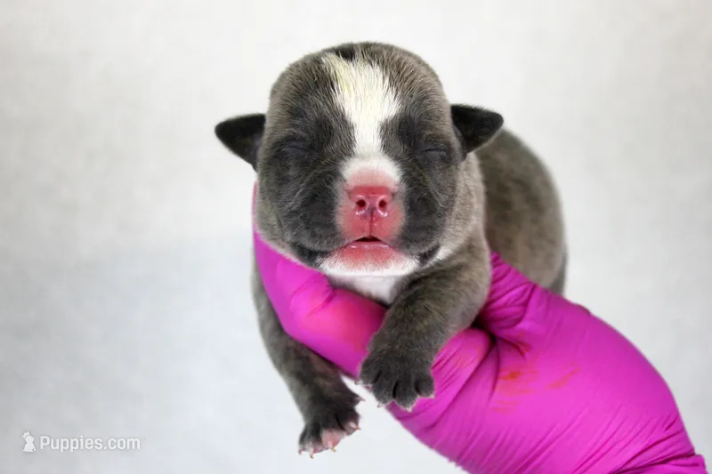 Blue Brindle Male – American Bully puppy for sale in Orangeburg, SC