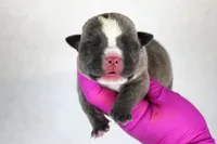 Blue Brindle Male, a male American Bully for sale in Orangeburg, SC – 1 of 3