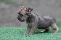 Male 3, a male American Bully and Cavapoo for sale in Orangeburg, SC – 4 of 5