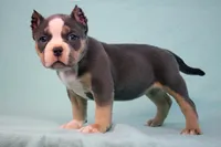 Blue Tri Female, a female American Bully for sale in Orangeburg, SC – Photo 6 of 6