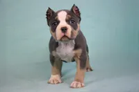 Blue Tri Female, a female American Bully for sale in Orangeburg, SC – Photo 3 of 6