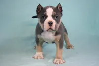 Blue Tri Female, a female American Bully for sale in Orangeburg, SC – Photo 1 of 6