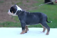 Blue Tri Female, a female American Bully for sale in Orangeburg, SC – 4 of 5