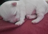 Maria, a female Maltese for sale in Chambersburg, PA – Photo 1 of 2