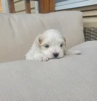 Maria, a female Maltese for sale in Chambersburg, PA – Photo 2 of 2