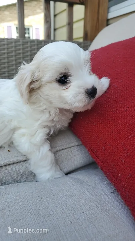 Moses – Maltese puppy for sale in Chambersburg, PA