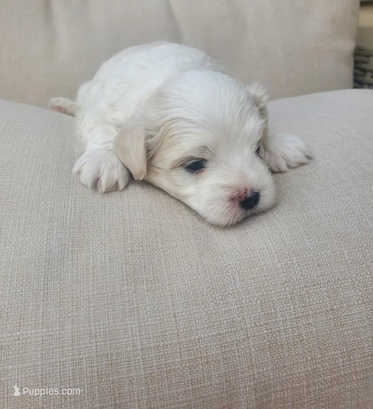 Moses – Maltese puppy for sale in Chambersburg, PA