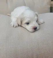 Moses, a male Maltese for sale in Chambersburg, PA – Photo 2 of 2