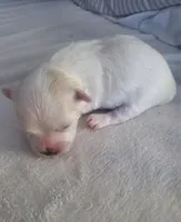 Moses, a male Maltese for sale in Chambersburg, PA – Photo 1 of 2