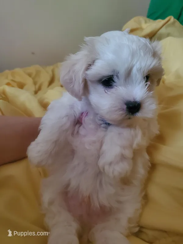 Moses – Maltese puppy for sale in Chambersburg, PA