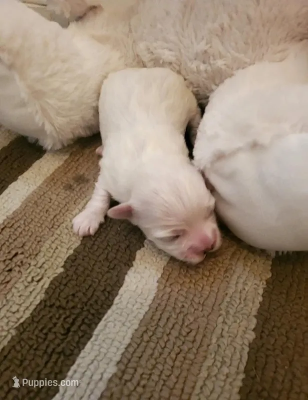 Aubrey – Maltese puppy for sale in Chambersburg, PA