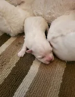 Eve, a female Maltese for sale in Chambersburg, PA – Photo 1 of 2