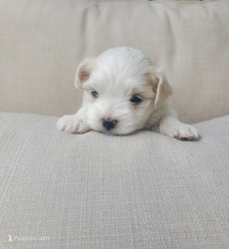 Eve – Maltese puppy for sale in Chambersburg, PA