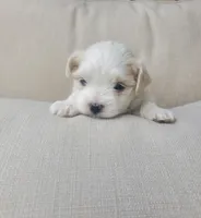 Eve, a female Maltese for sale in Chambersburg, PA – Photo 2 of 2