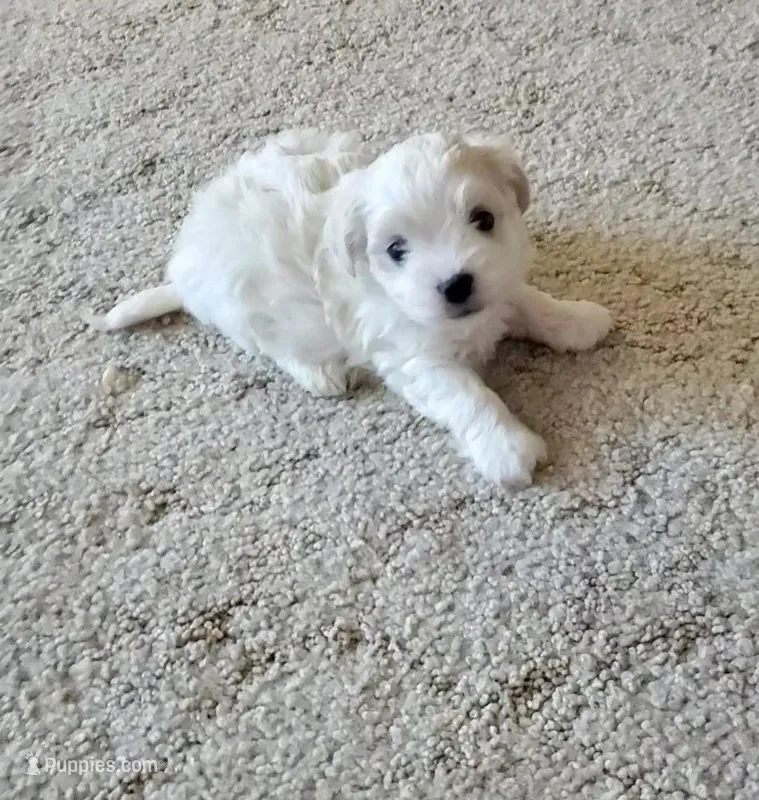 Eve – Maltese puppy on hold in Chambersburg, PA