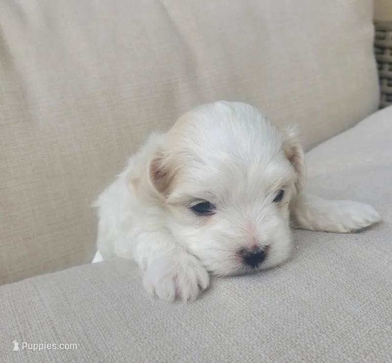 Noah – Maltese puppy for sale in Chambersburg, PA