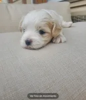 Noah, a male Maltese for sale in Chambersburg, PA – Photo 2 of 2