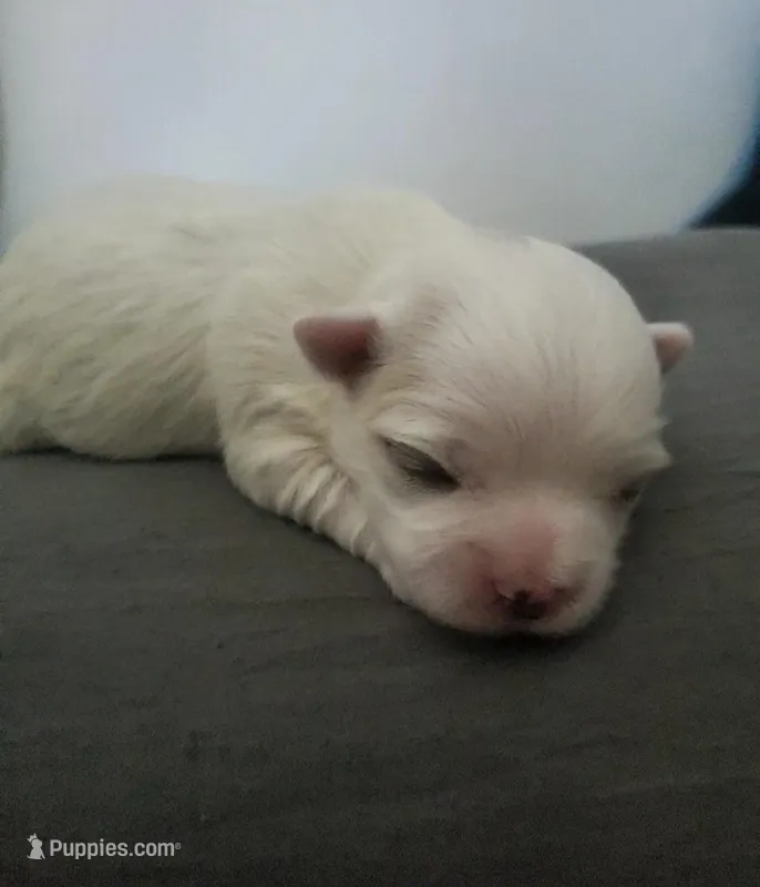 Nicholas – Maltese puppy for sale in Chambersburg, PA