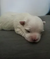 Noah, a male Maltese for sale in Chambersburg, PA – Photo 1 of 2