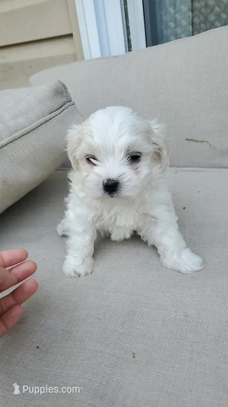 Noah – Maltese puppy for sale in Chambersburg, PA