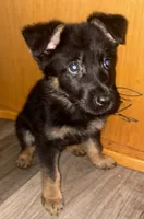 Sushi, a male German Shepherd Dog for sale in Niagara Falls, NY – 3 of 3