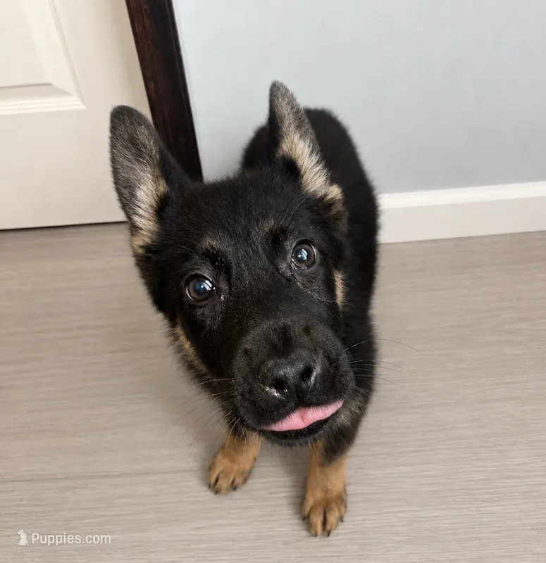 Sushi – German Shepherd Dog puppy for sale in Niagara Falls, NY