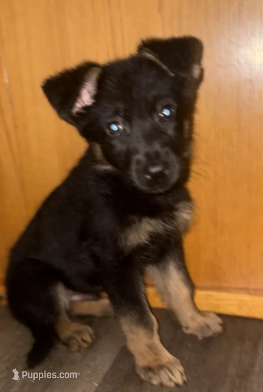 Sushi – German Shepherd Dog puppy for sale in Niagara Falls, NY