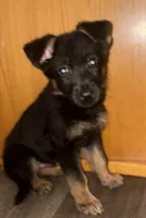 Sushi, a male German Shepherd Dog for sale in Niagara Falls, NY – 1 of 3