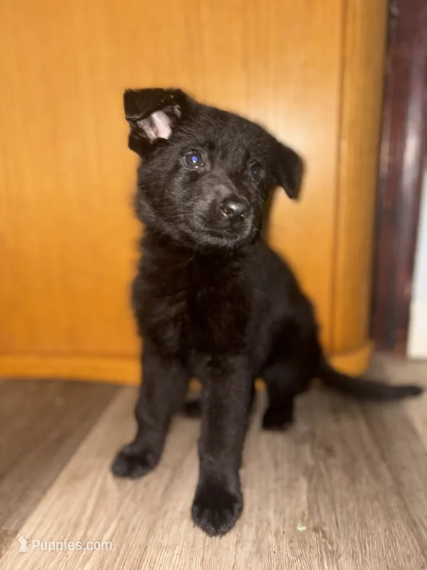 Shadow – German Shepherd Dog puppy for sale in Niagara Falls, NY