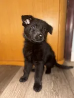 Shadow, a male German Shepherd Dog for sale in Niagara Falls, NY – 1 of 2
