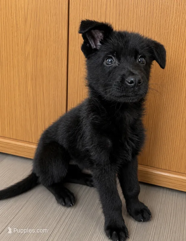 Shadow – German Shepherd Dog puppy for sale in Niagara Falls, NY