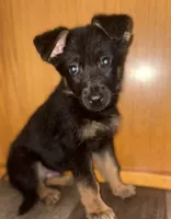 Sushi, a male German Shepherd Dog for sale in Niagara Falls, NY – 2 of 3