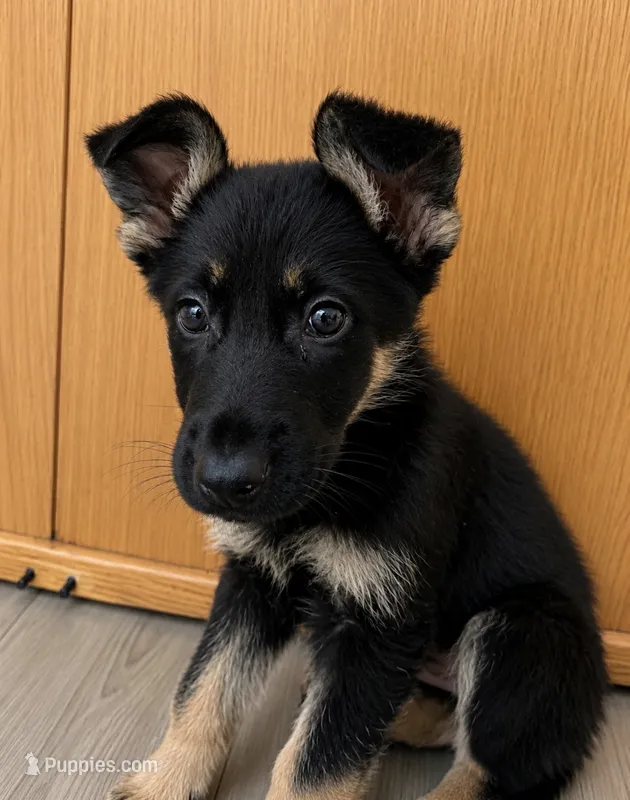 Sushi – German Shepherd Dog puppy for sale in Niagara Falls, NY