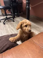 Mr Thistle , a male Miniature Goldendoodle for sale in Lambertville, MI – 4 of 4