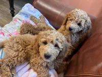 Columbus, a male Miniature Goldendoodle for sale in Lambertville, MI – 2 of 3