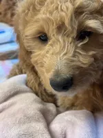 Mr Thistle , a male Miniature Goldendoodle for sale in Lambertville, MI – 2 of 4